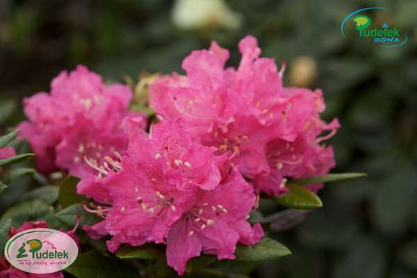 Rhododendron Rocket